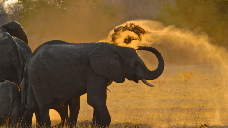 37-imvelo-safari-lodges-bomani-tented-lodge-dust-bathing-at-stoffies-pan