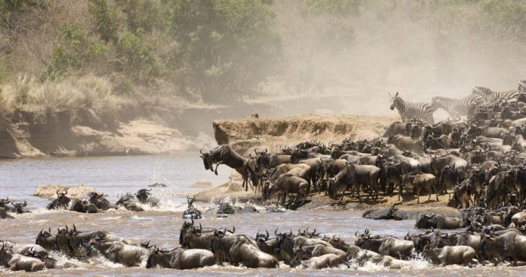 Serengeti migration