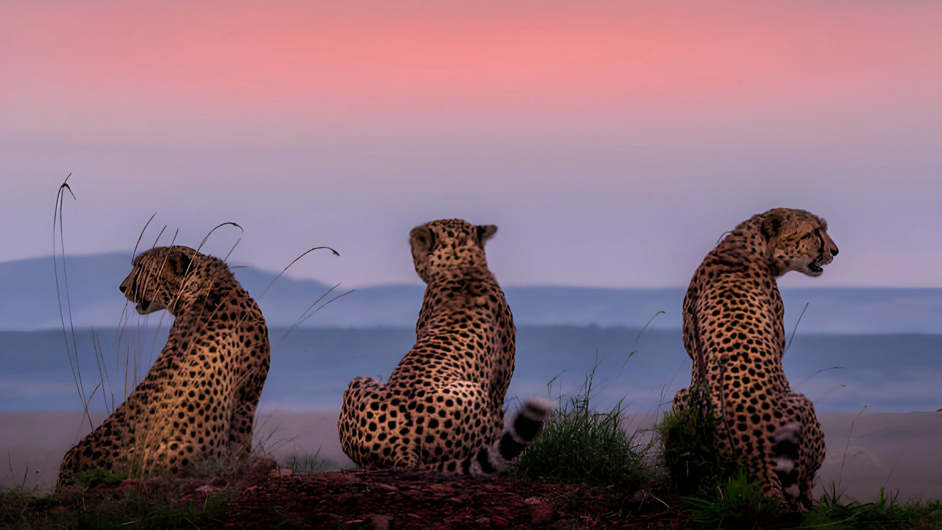 cheetah-family-3