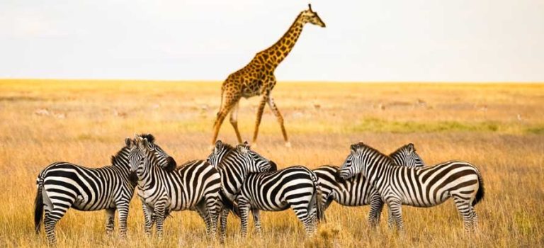 Tanzania_safaris