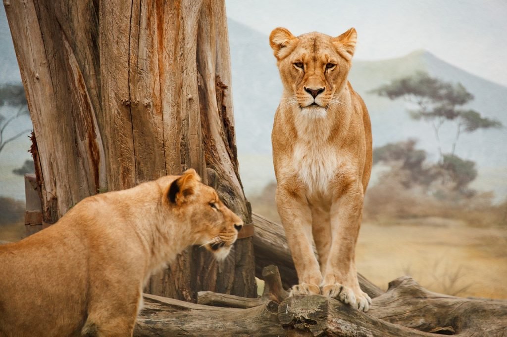 Lion resting under an acacia tree in Serengeti during a private safari