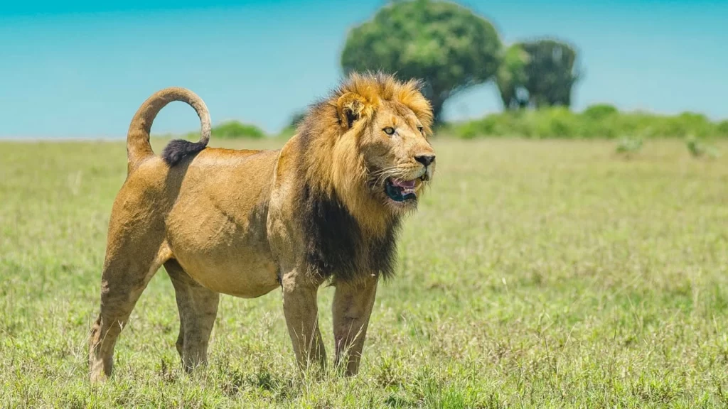 Wildebeest Migration Calving Safari