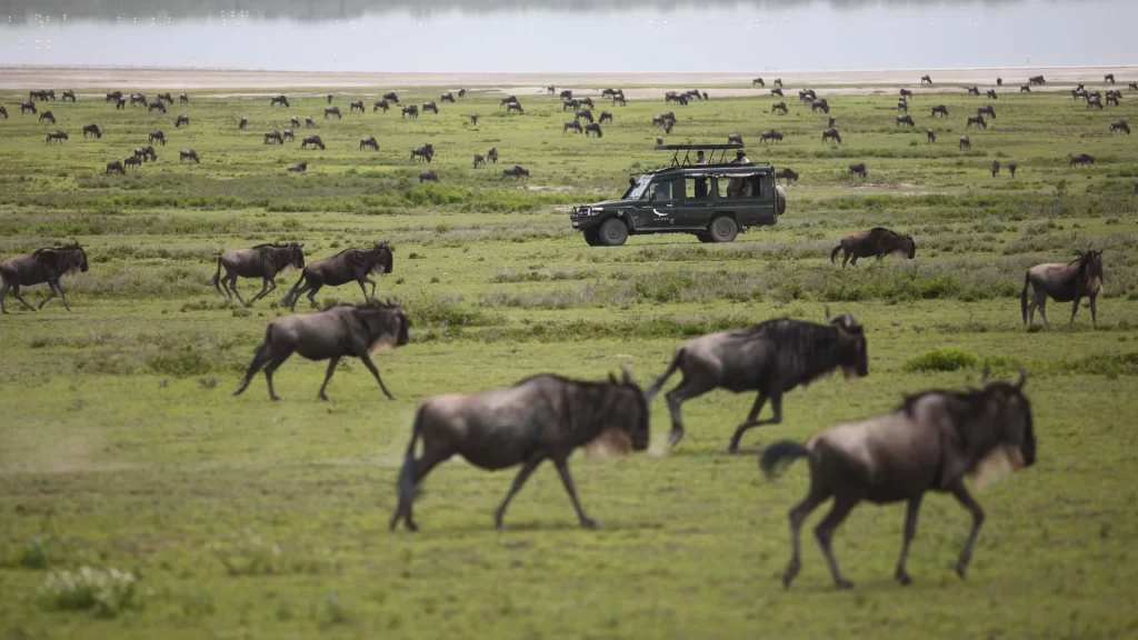 6-day-ndutu-calving-season-serengeti-migration
