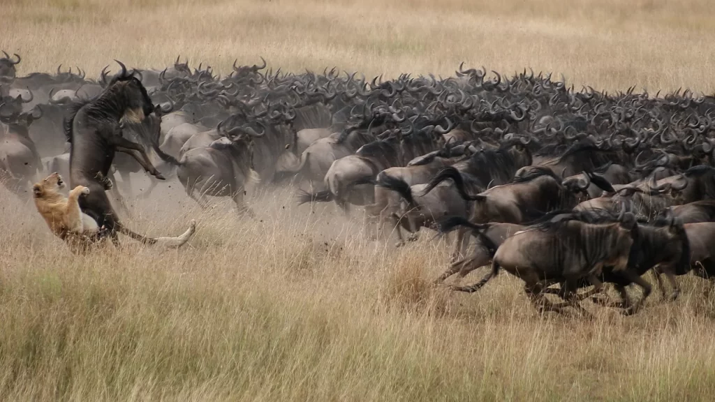 7-day-western-corridor-wildebeest-migration-safari