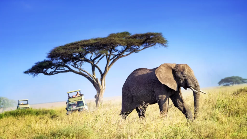 Best Tanzania Safari Northern Circuit