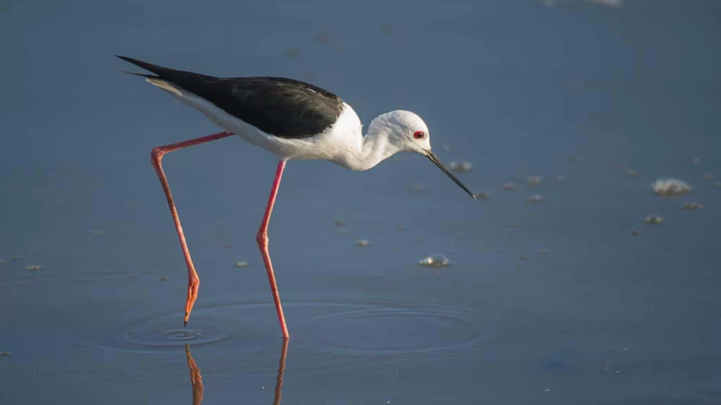 Black-winged stilt