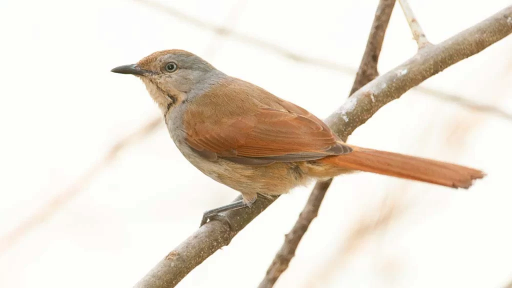 Collared palm-thrush