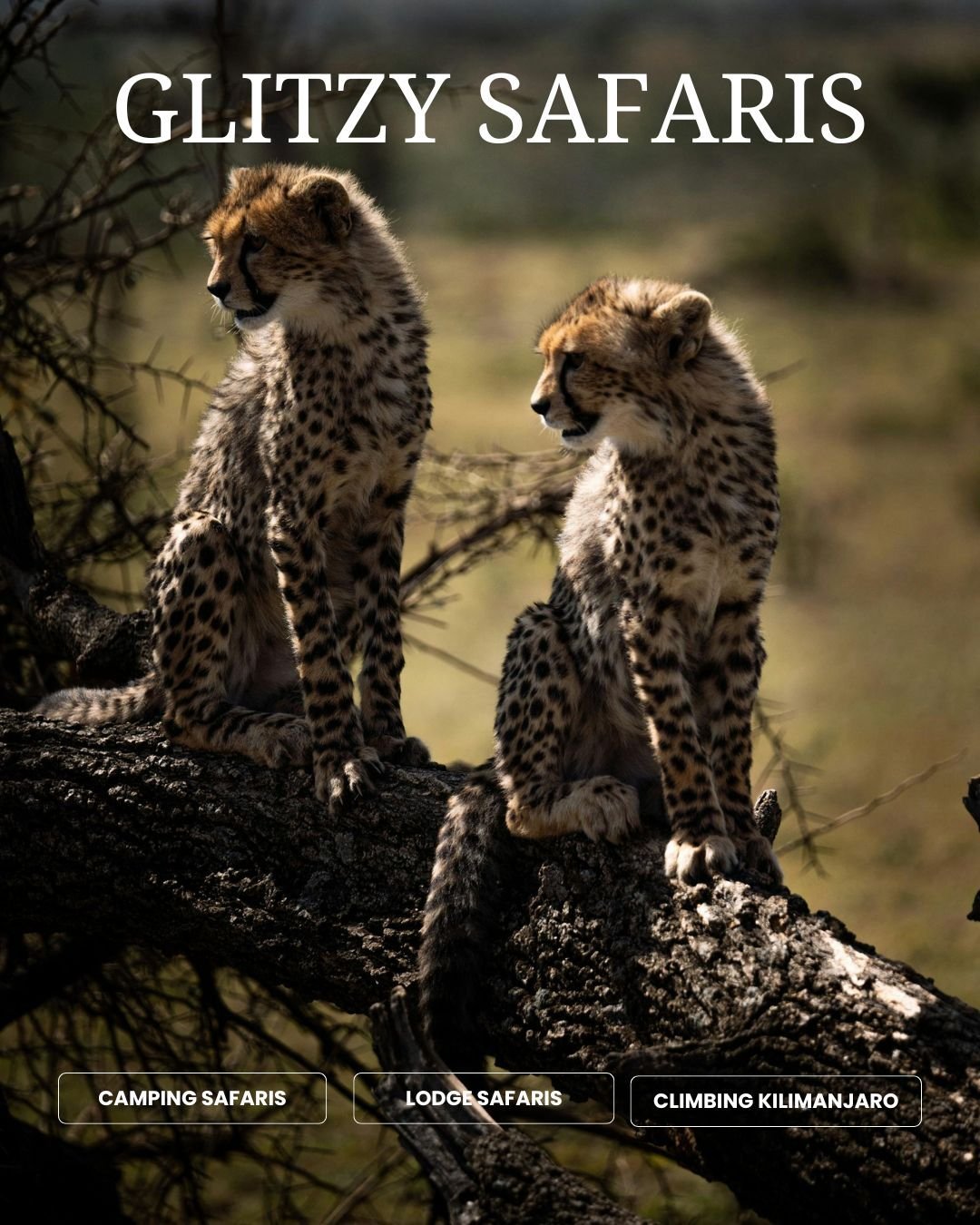 alt="Cheetah spotted in Serengeti during Tanzania Safari and Tours"