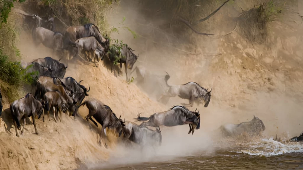 Great Wildebeest Mara River Crossing Serengeti Migration