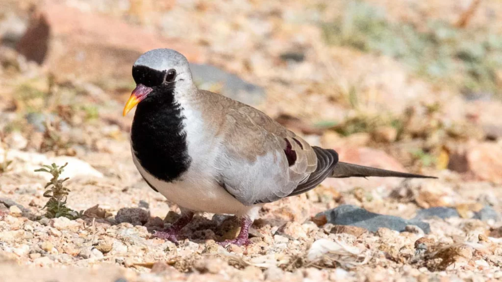 Namaqua Dove