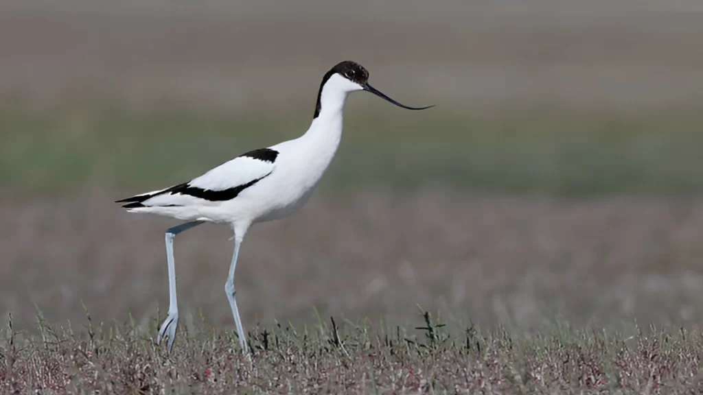 Pied Avocet
