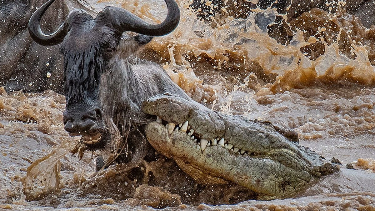 Safari-in-June-wildebeest-migration