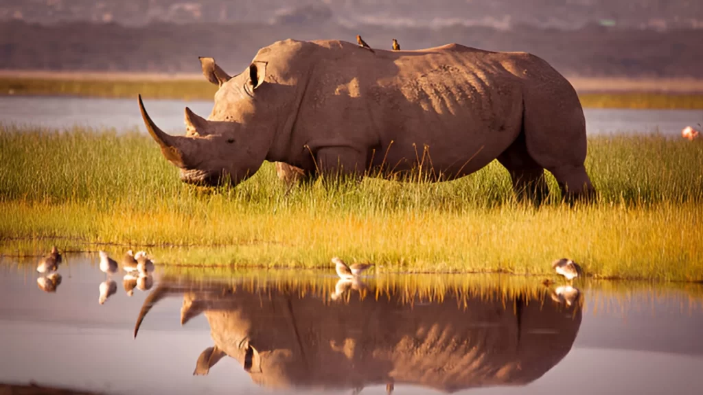 Taste Safari in Tarangire, Manyara & Ngorongoro Crater