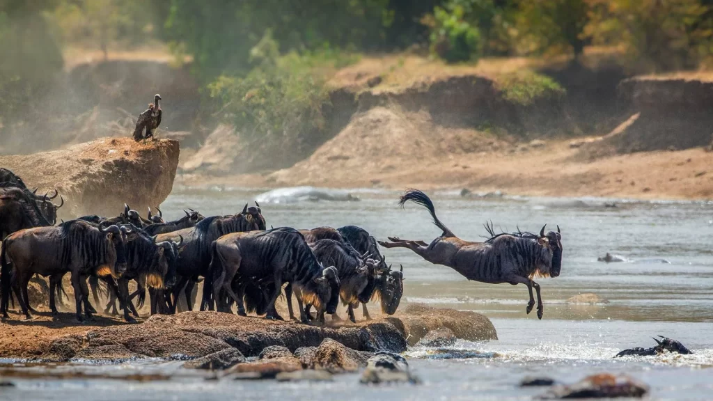 Wildebeest Migration River Crossing