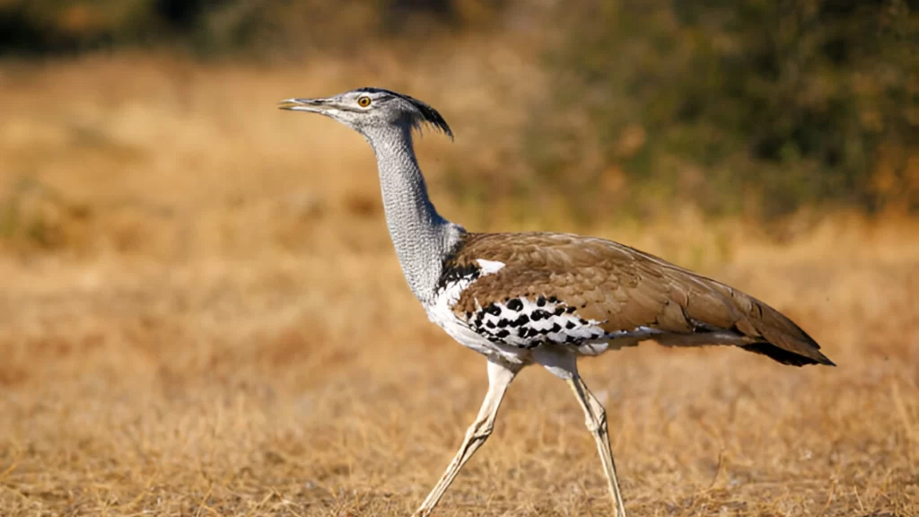 Bustards