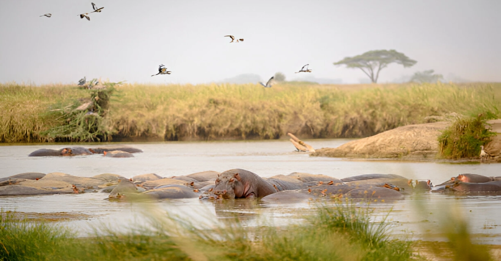 central serengeti park