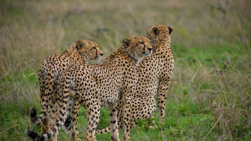 cheetah in ndutu season
