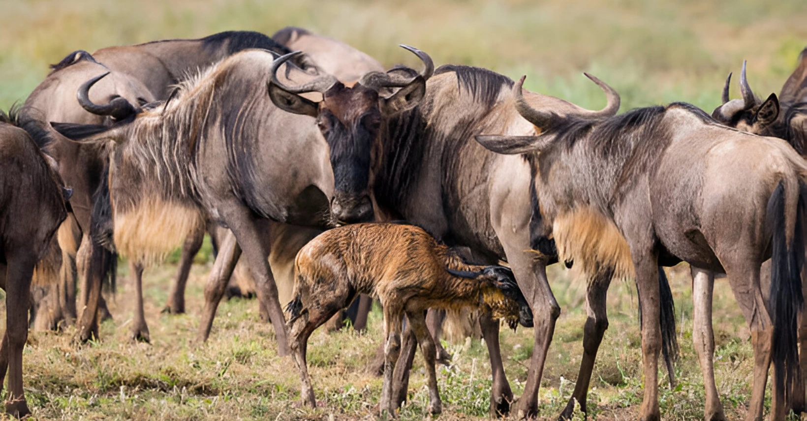 lake ndutu south serengeti