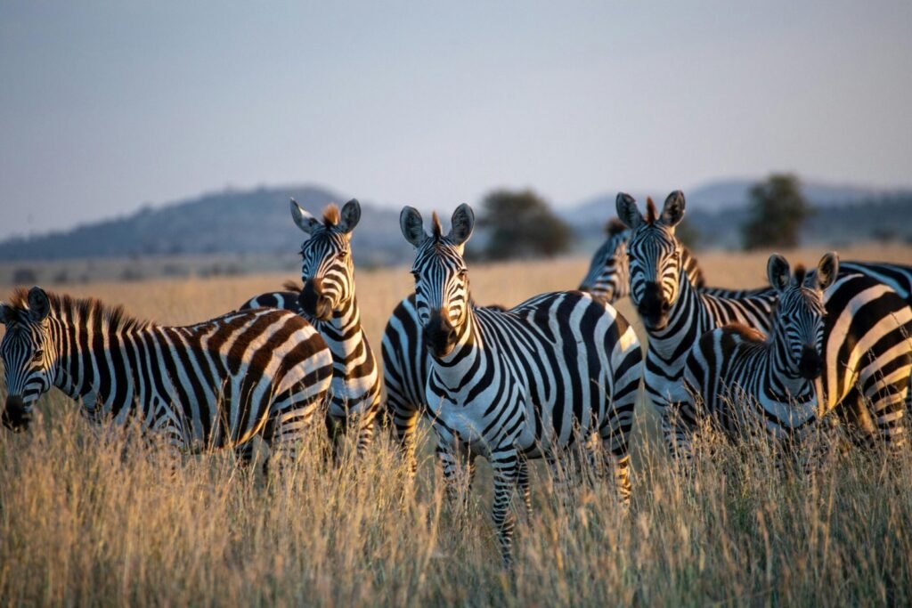 alt="Zebras grazing in Serengeti during Affordable Tanzania Safari "