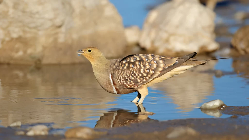 sandgrouse