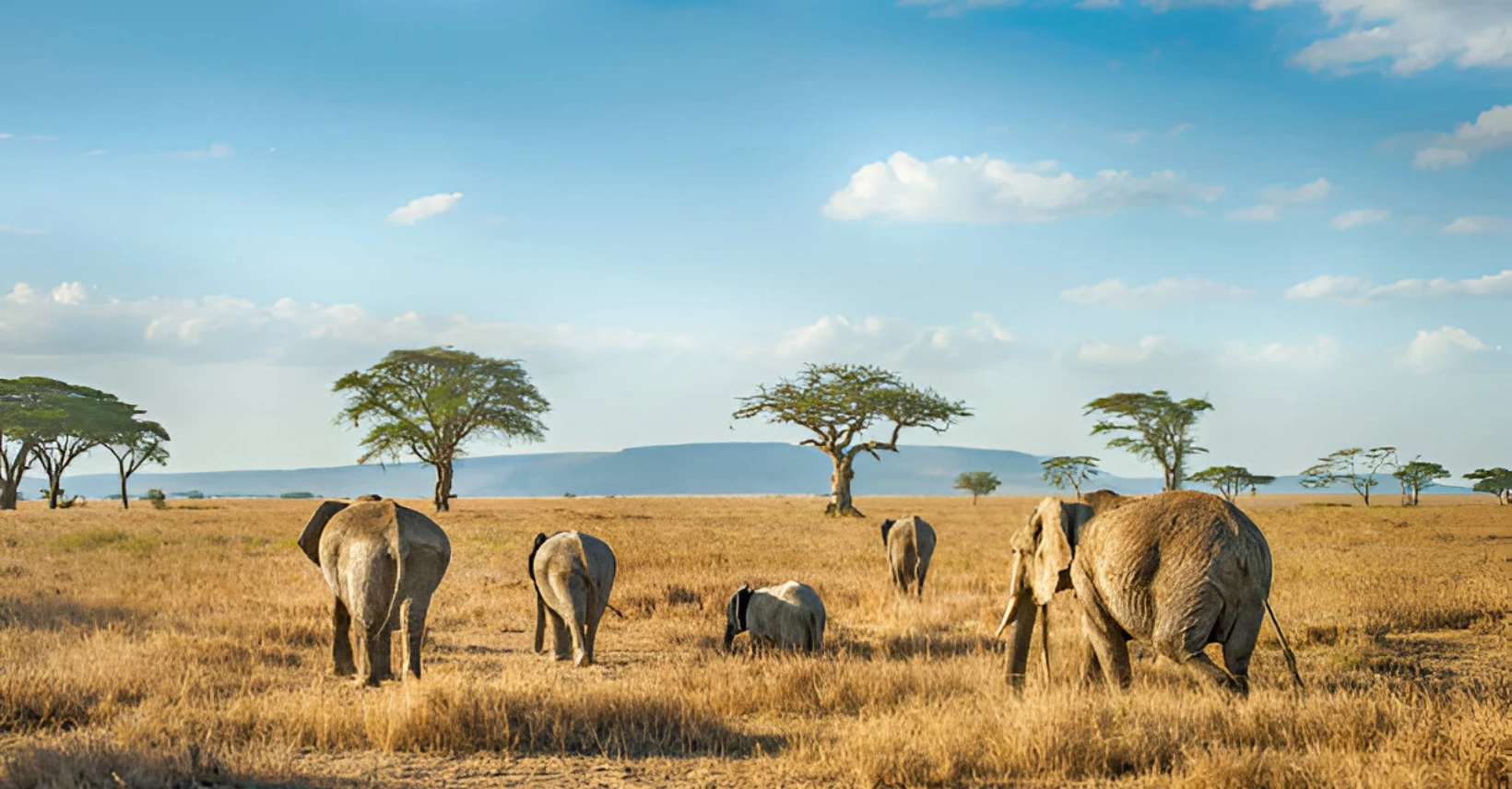 serengeti national park