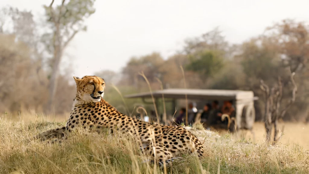 7-days-majestic-safraris