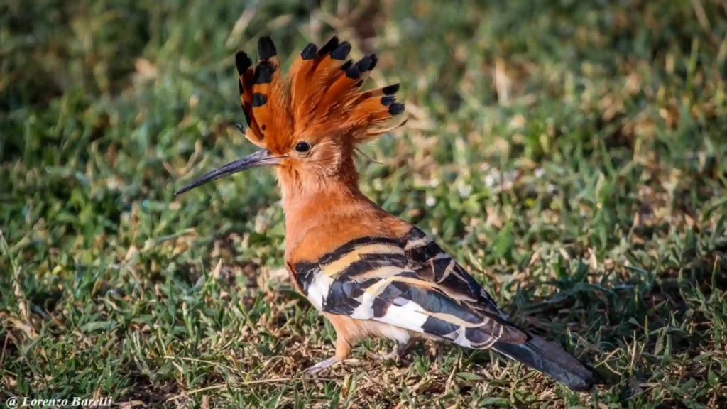 AFRICAN HOOPOE