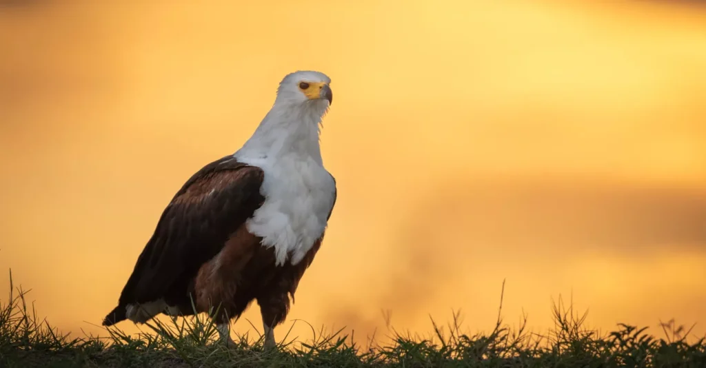 African birding safari in tanzania