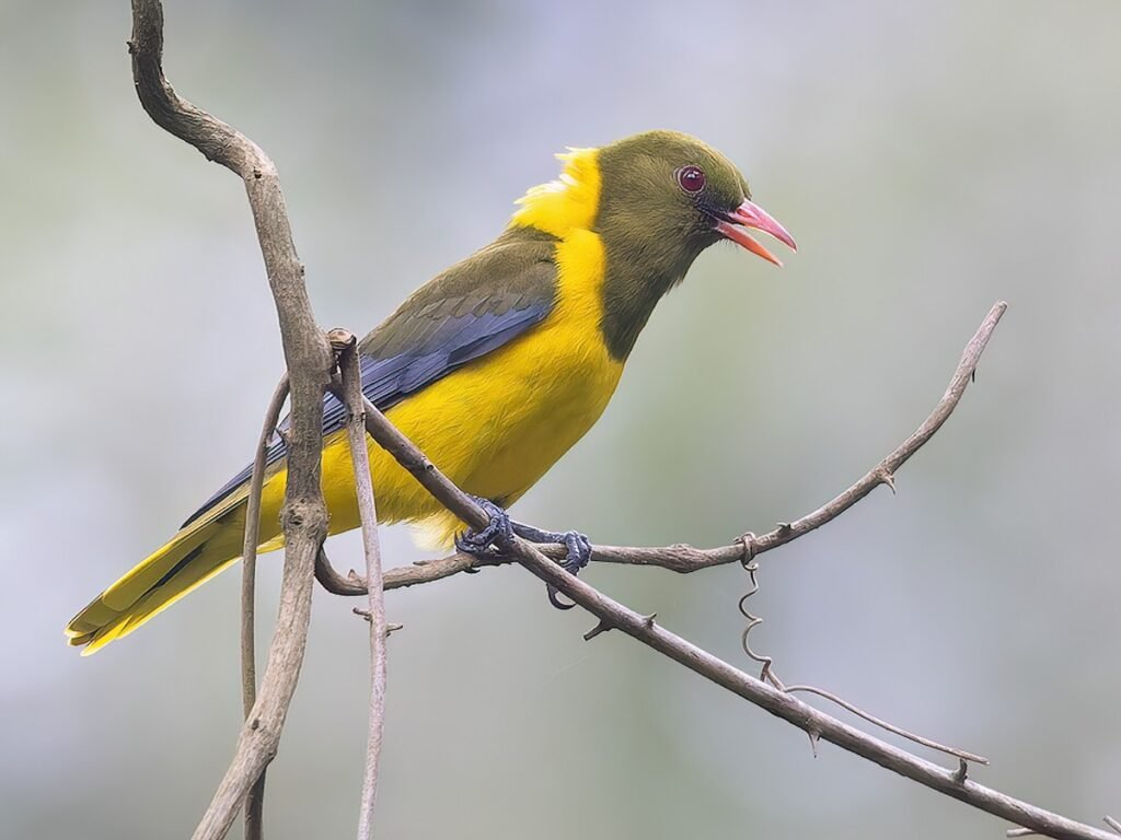 Green-headed Oriole