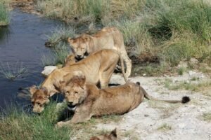 Group-of-lions-drinking-at-Seronera-river