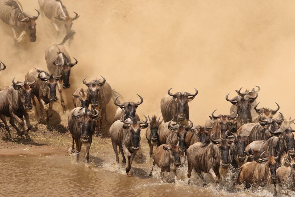 Great Wildebeest Migration – Best Safari in Serengeti”