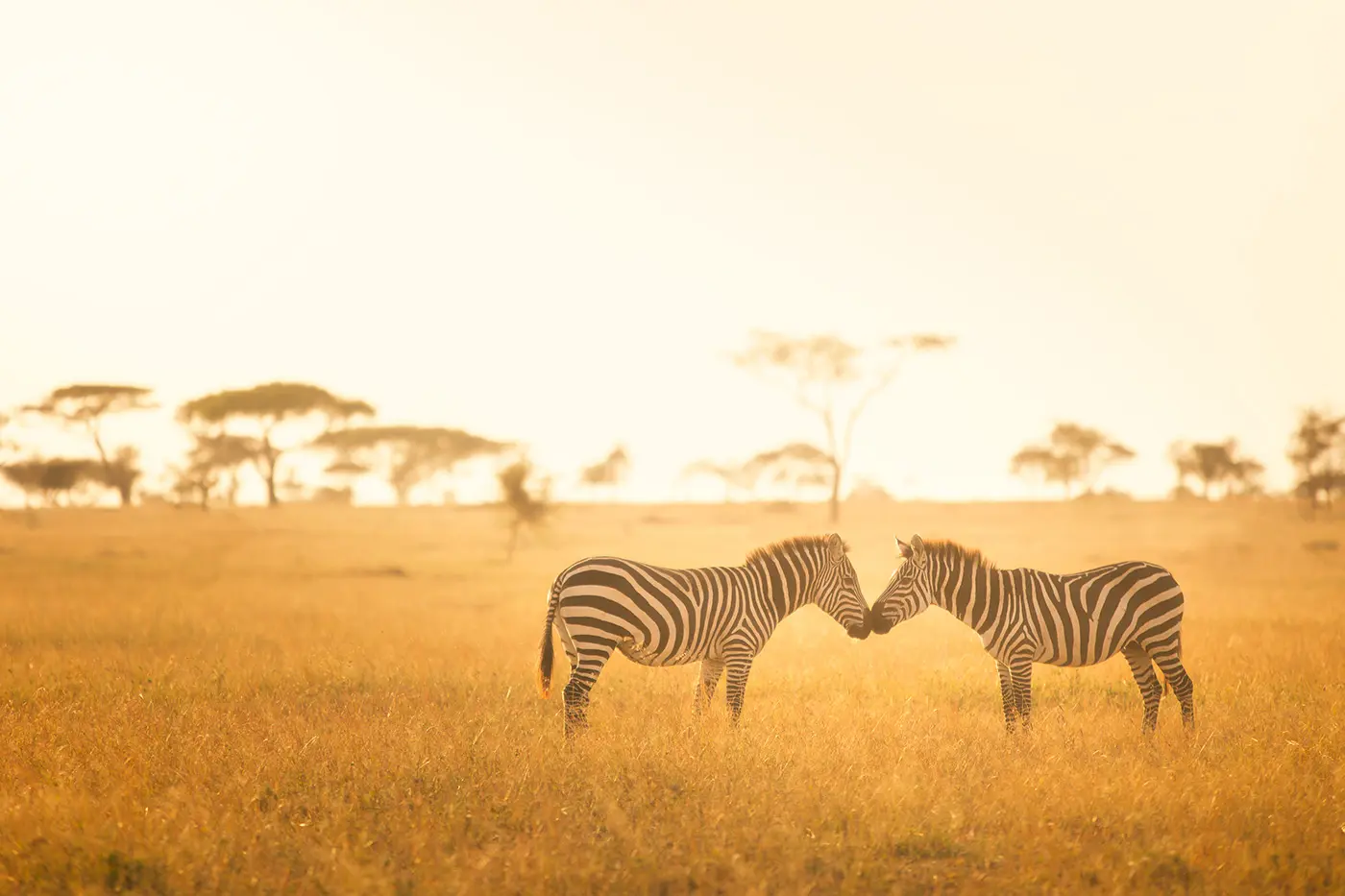 Serengeti-National-Park-Zebras