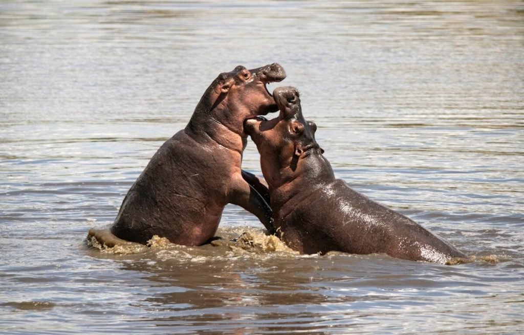 Four Seasons Safari Lodge Serengeti