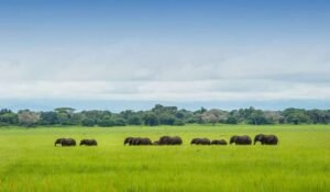 Tanzania-in-february