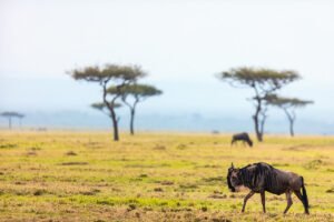 Tanzania_solowildebeest