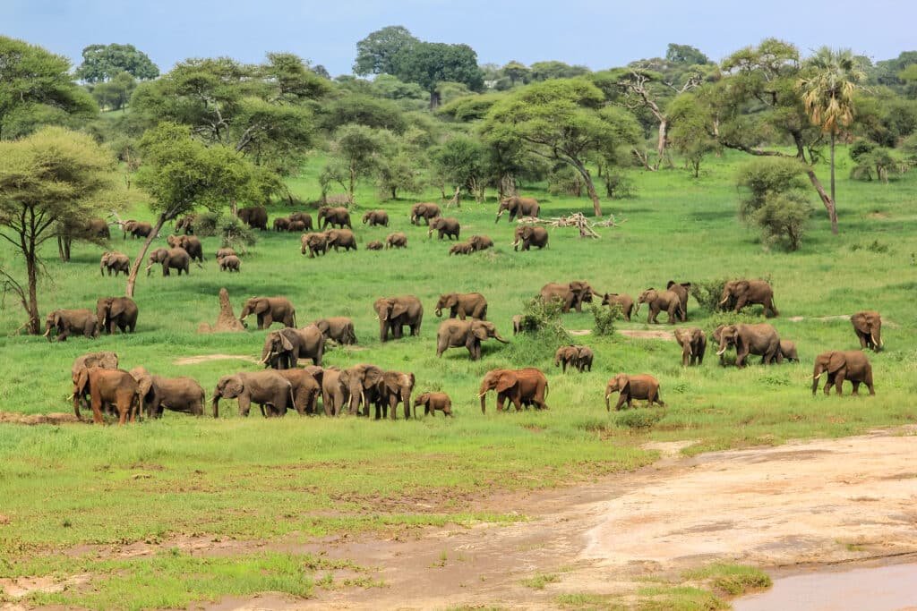 Tarangire-National-Park