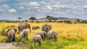 When is the best time to visit Tanzania?