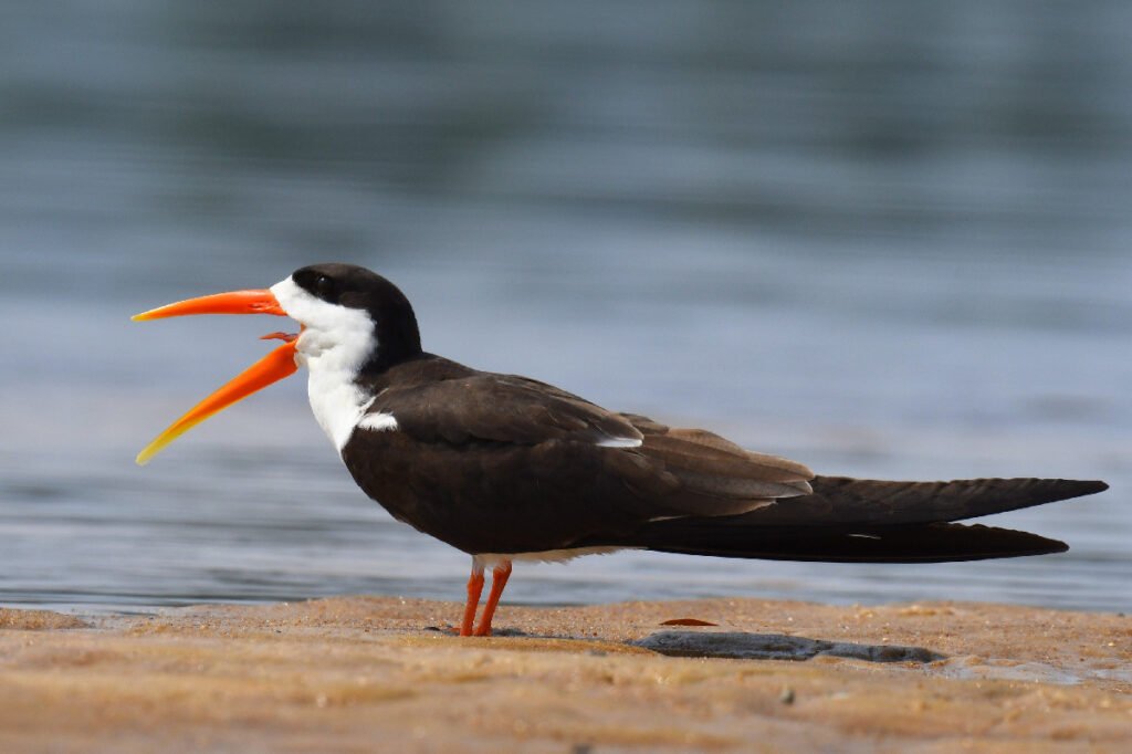 african skimmer birds