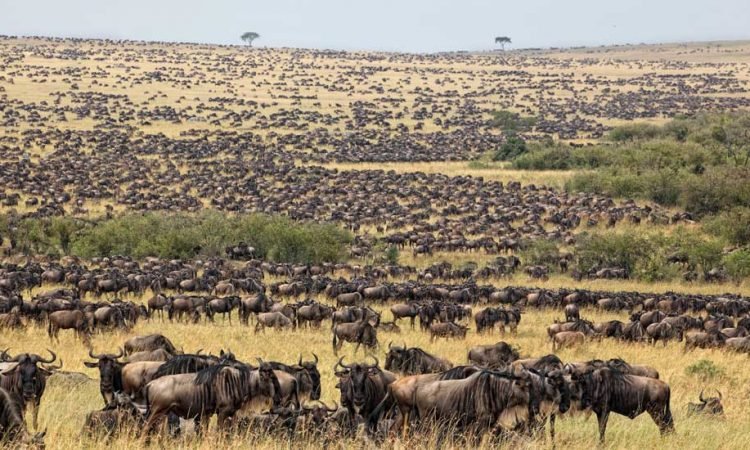 When is the Best Time to See the Great Migration