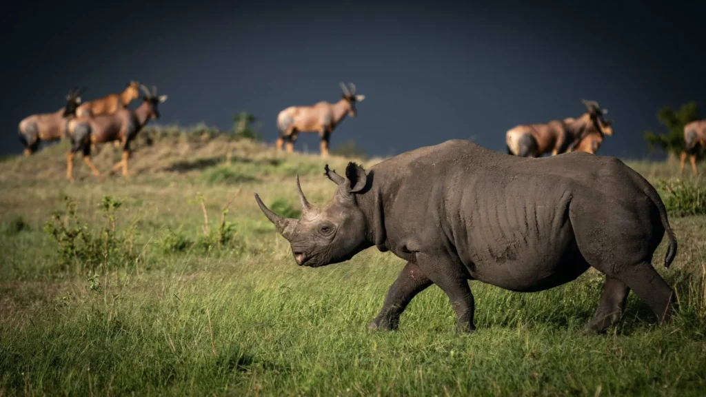 big five safaris tanzania