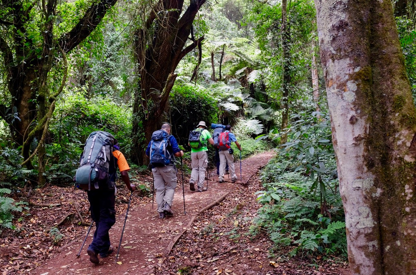 Forest walk, on mount Kilimanjaro