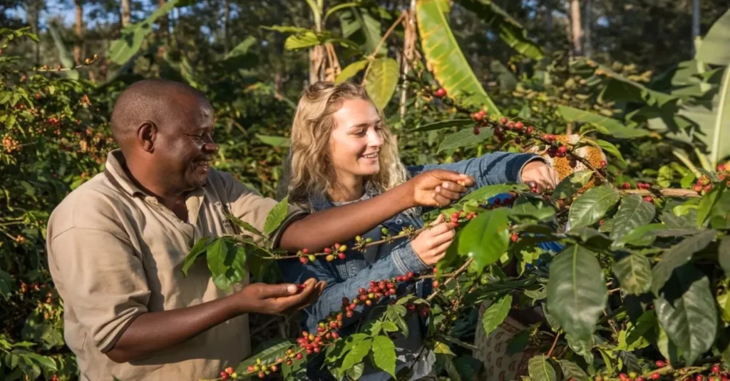 coffee tour tanzania day trip