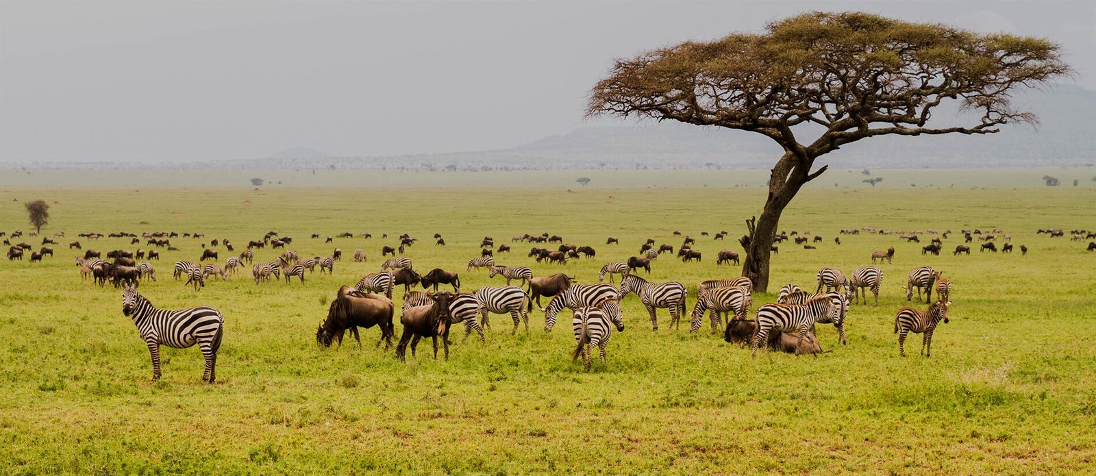 field-with-zebras-and-blue-wildebeest