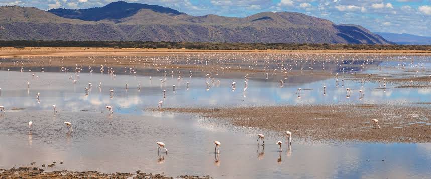 flamingo in lake eyasi durring safari