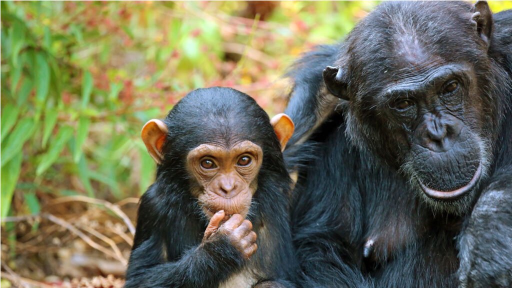 Chimpanzee Trekking