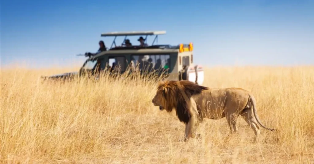 safari from zanzibar