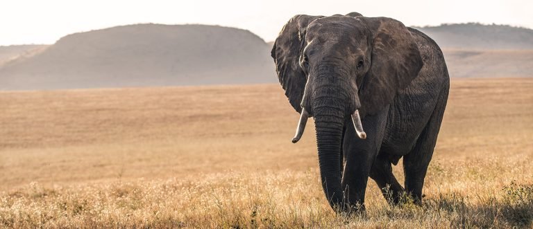 tanzania-safaris-1600x690-tours