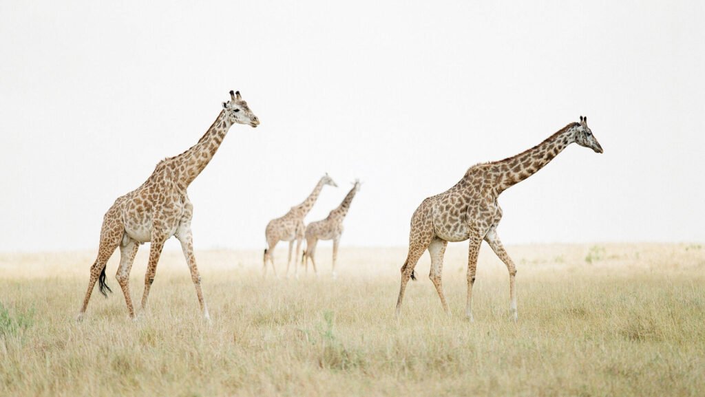 10 Days Tanzania Safari and Zanzibar escape