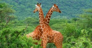 A giraffe in captivity gently interacting with a zookeeper during a feeding session