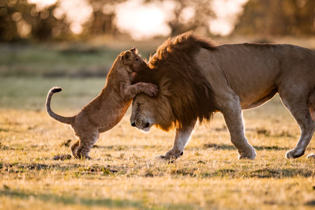 7 Days Tanzania Safari